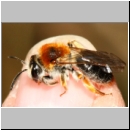 Andrena haemorrhoa - Sandbiene w12e 11mm - Sandgrube Niedringhaussee.jpg